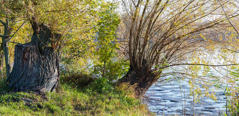 Stumps of old willow overgrown with shoots, view in autumn © An-T