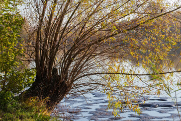 Branches of willow growing from stump on shallow pond shore