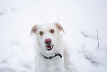 Winter, happy white dog sits on the snow during a walk, looks up