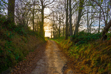 Colorful foliage and leaves of trees in a forest in bright sunlight in autumn, Voeren, Limburg, Belgium, November, 2022