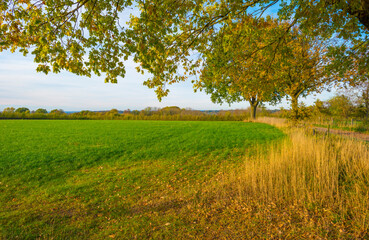 Fields and vegetables in a green hilly grassy landscape under a blue sky in sunlight in autumn, Voeren, Limburg, Belgium, November, 2022