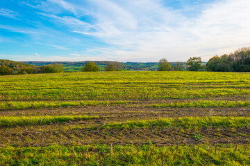 Fototapeta na wymiar Fields and vegetables in a green hilly grassy landscape under a blue sky in sunlight in autumn, Voeren, Limburg, Belgium, November, 2022