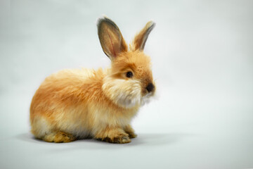 Cute little red rabbit on a lilac background, looking curious.