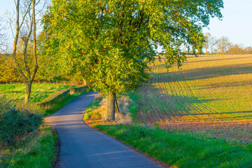 Fields and vegetables in a green hilly grassy landscape under a blue sky in sunlight in autumn, Voeren, Limburg, Belgium, November, 2022