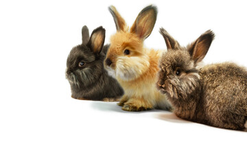 Three little rabbits on a white background, studio shot.