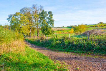 Obraz premium Fields and vegetables in a green hilly grassy landscape under a blue sky in sunlight in autumn, Voeren, Limburg, Belgium, November, 2022