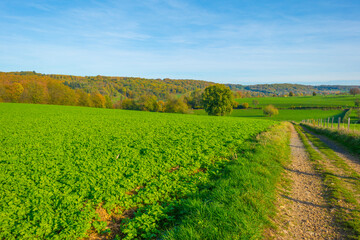 Fototapeta na wymiar Fields and vegetables in a green hilly grassy landscape under a blue sky in sunlight in autumn, Voeren, Limburg, Belgium, November, 2022