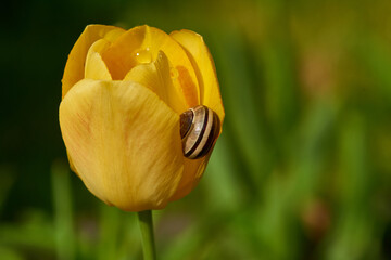 Hain-Bänderschnecke (Cepaea nemoralis) an einer Tulpe