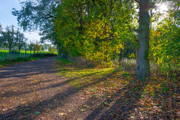 Colorful foliage and leaves of trees in a forest in bright sunlight in autumn, Voeren, Limburg, Belgium, November, 2022