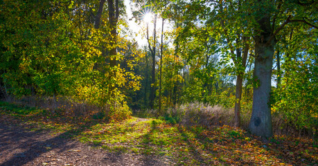 Colorful foliage and leaves of trees in a forest in bright sunlight in autumn, Voeren, Limburg, Belgium, November, 2022