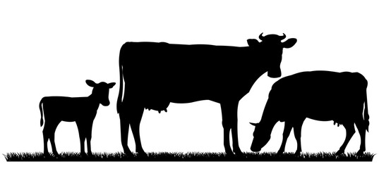 Cow grazing on grass. Picture black silhouette. Farm pets. Animals for milk and dairy products. Isolated on white background. Vector