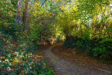Colorful foliage and leaves of trees in a forest in bright sunlight in autumn, Voeren, Limburg, Belgium, November, 2022