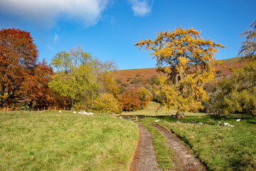 Naklejka premium Old oak trees in the countryside.