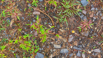 the sandy soil with green grass as background