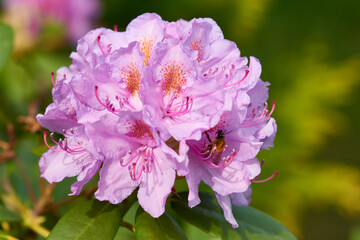 Ackerhummel (Bombus pascuorum) am Rhododendron	