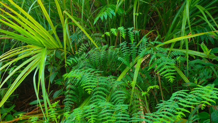 beautiful green leaves as the background