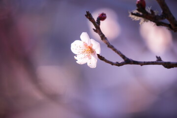 春の訪れを告げる美しい梅の花