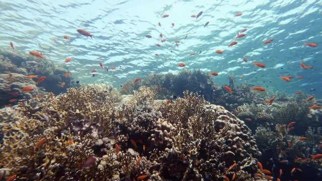Sea goldie small tropical fish species school swimming in coral reef, sun shining through blue clear water surface. Underwater life exploring, marine ecosystem, undersea nature, exotic coralfish flock