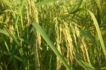 Rice plant from agriculture in Thailand	