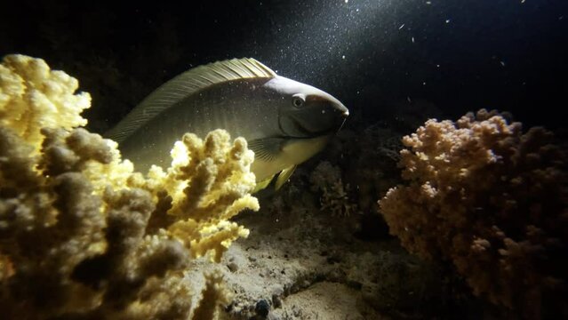 Doctorfish swimming underwater in coral reef. Undersea life, seabed exploring, marine ecosystem, acanthurus chirurgus on dark ocean bottom, tropical exotic fish close view