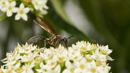 It looks like a wasp but it's a hover on white flowers.