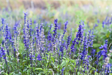 Salvia nemorosa plant growing in Da Lat in Vietnam