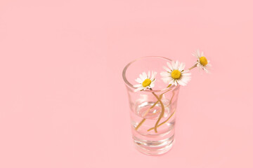Daisy in a shot glass on pink background