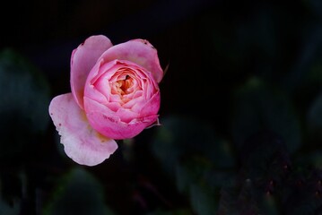 A sweet pink rose flower blossom with dark background,focus on a head flower with copy space 