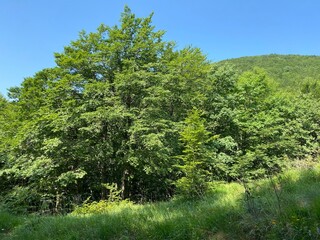 Mountain mixed forest in Risnjak National Park, Crni Lug - Croatia (Goranska miješana šuma u nacionalnom parku Risnjak, Crni Lug - Gorski kotar, Hrvatska)