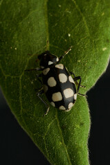 Details of a black and white ladybug on a green leaf (Eriopis Connexa)