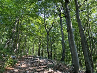 Mountain mixed forest in Risnjak National Park, Crni Lug - Croatia (Goranska miješana šuma u nacionalnom parku Risnjak, Crni Lug - Gorski kotar, Hrvatska)