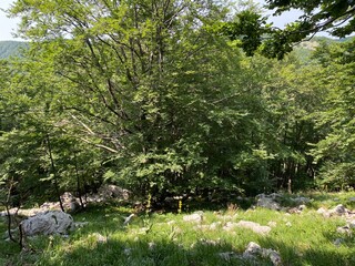 Obraz na płótnie Canvas Mountain mixed forest in Risnjak National Park, Crni Lug - Croatia (Goranska miješana šuma u nacionalnom parku Risnjak, Crni Lug - Gorski kotar, Hrvatska)