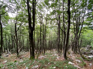 Mountain mixed forest in Risnjak National Park, Crni Lug - Croatia (Goranska miješana šuma u nacionalnom parku Risnjak, Crni Lug - Gorski kotar, Hrvatska)