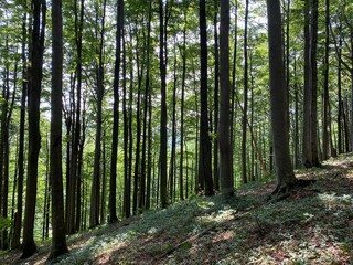 Mountain mixed forest in Risnjak National Park, Crni Lug - Croatia (Goranska miješana šuma u nacionalnom parku Risnjak, Crni Lug - Gorski kotar, Hrvatska)