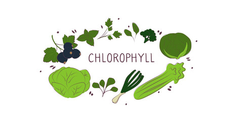 Chlorophyll-containing food. Groups of healthy products containing vitamins and minerals. Set of fruits, vegetables, meats, fish and dairy. - obrazy, fototapety, plakaty