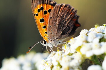 butterfly on a withe flower