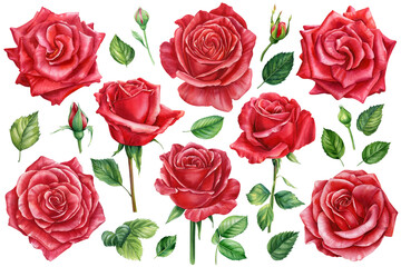Flowers. Red Rose, buds and leaves. Set of elements, roses greeting card watercolor