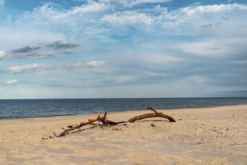 a branch thrown on the seashore