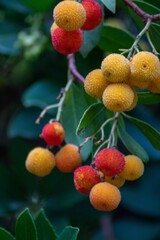Fruit of the strawberry tree in autumn.