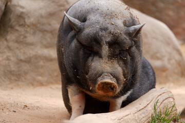 Schweinisch