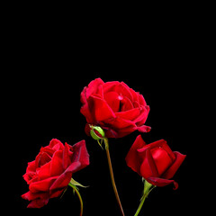 Three fresh luxurious roses isolated on a black background. Copy space. Greeting or celebration card