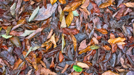 Dry fallen leaves on avocado plantation. Autumn nature background. Agricultural theme