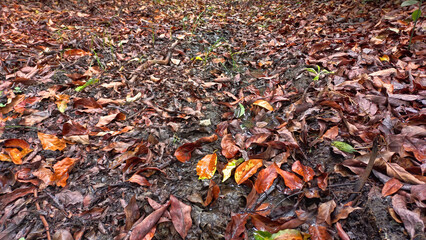 Dry fallen leaves on avocado plantation. Autumn nature background. Agricultural theme