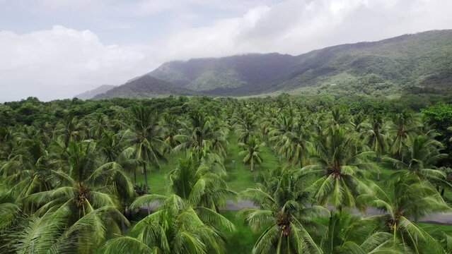 The Iconic Palm Trees of FnQ