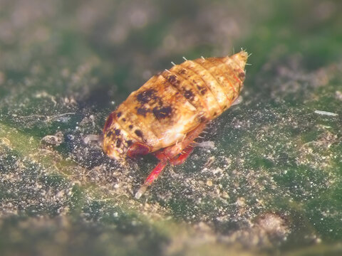 Homoptera Bilder – Durchsuchen 1,141 Archivfotos, Vektorgrafiken und ...