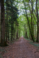 chemin forestier