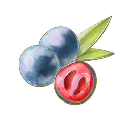 color illustration edible exotic berry of davidsonia blue with leaves in cut juicy pulp in watercolor style simple design element for printing packaging icons food and cosmetics