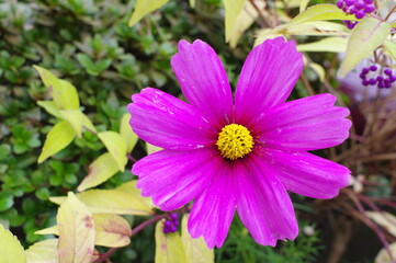 Obraz premium ピンクのコスモスのアップ