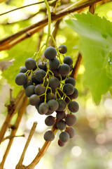 Wine grapes on a background of green leaves.