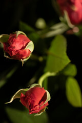 Fototapeta premium Close up of beautiful blossom rose flower, dark tones background and illuminated petals